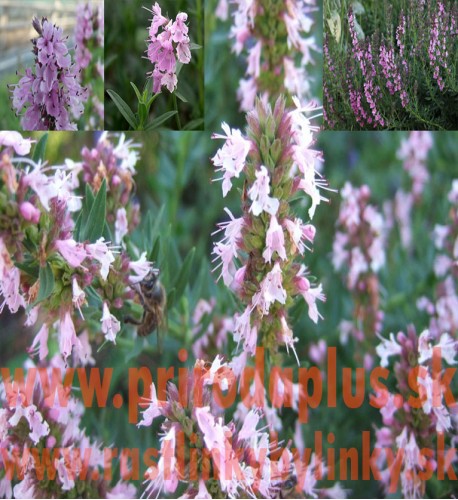 Yzop lekársky, ružový-(Hyssopus officinalis L.)"ROSEUS" 